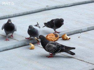 pigeons-pains